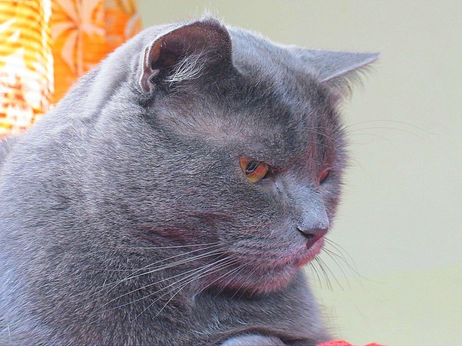 Дымчатая кошка