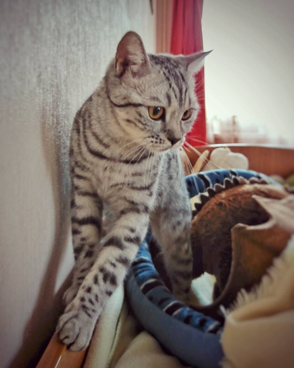 Митци кошка