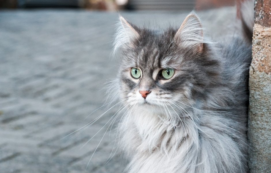Сибирская кошка серая