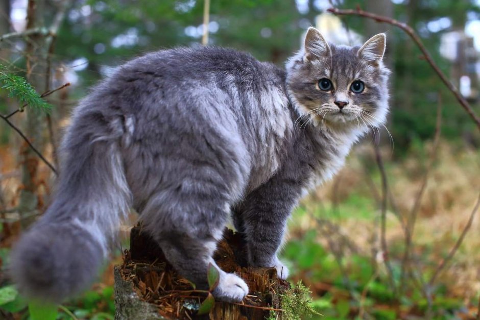 Коты Воители в реальной жизни