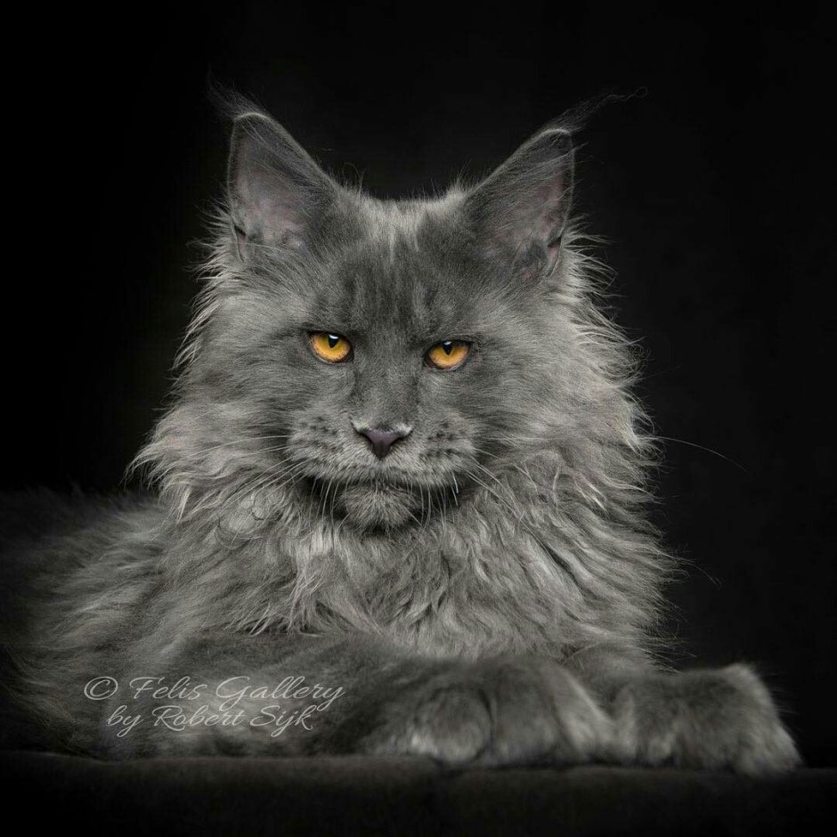 Кот Мейн кун серый