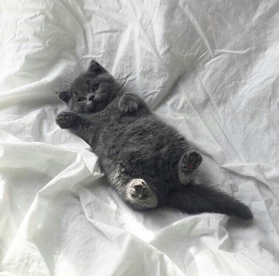 Черно серый котенок