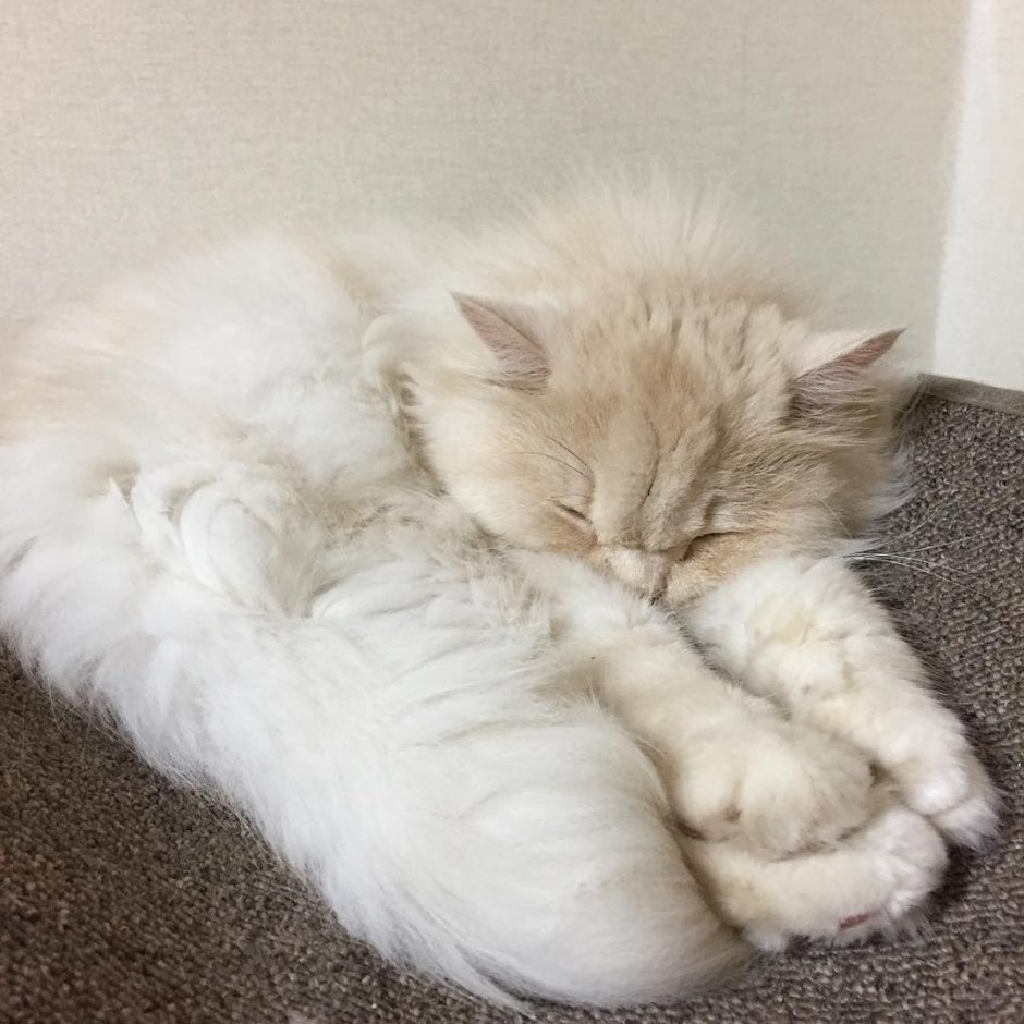 Белая кошка Эстетика