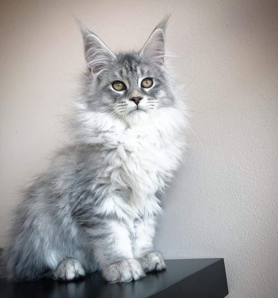 Мейн кун серая кошка