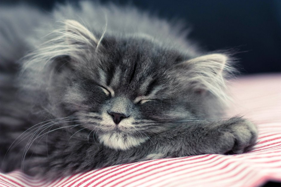 Котенок спит