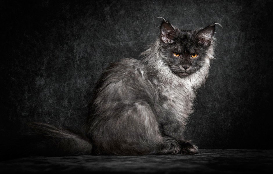 Коты Мейн кун