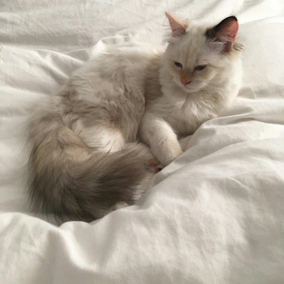 Котики Эстетика