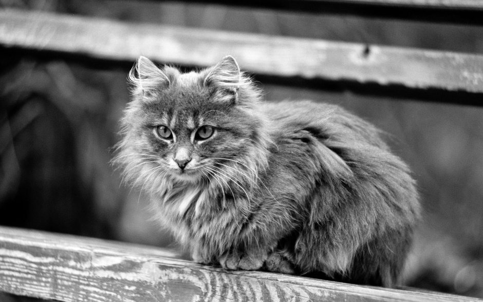 Черно белые коты пушистые