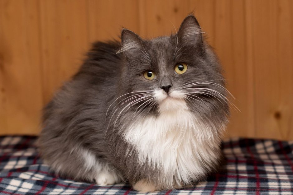 Сибирская длинношерстная кошка