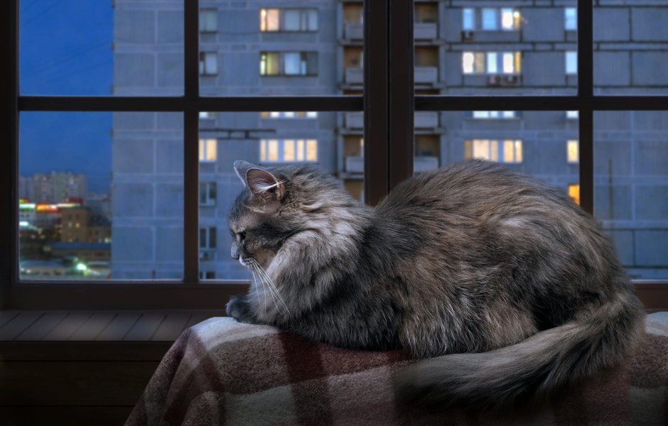 Кошка на окне