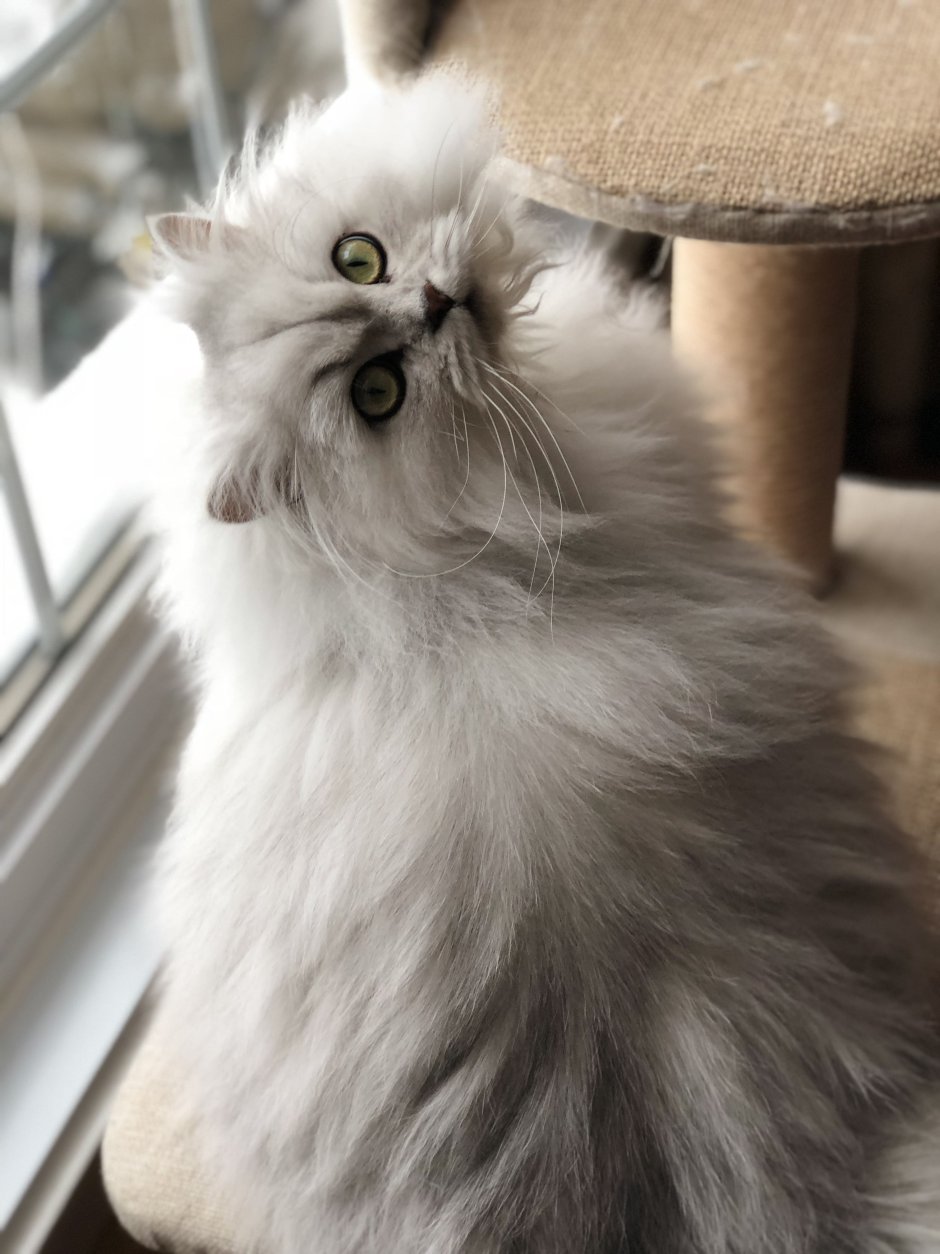 Персидская шиншилла кошка