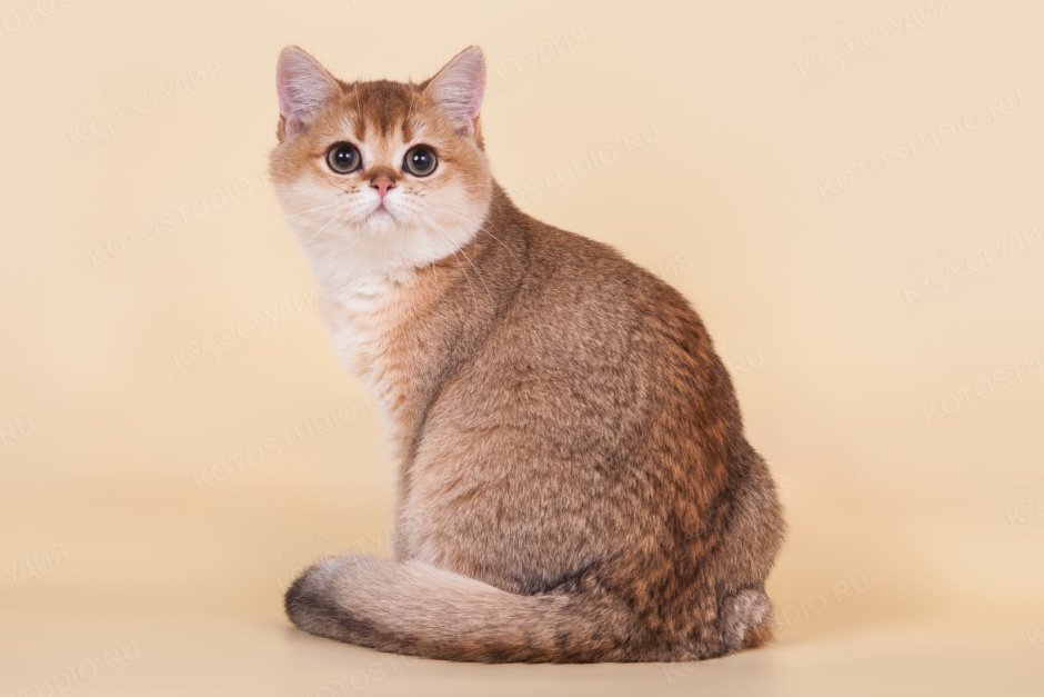 Золотая шиншилла кошка бейби фейс