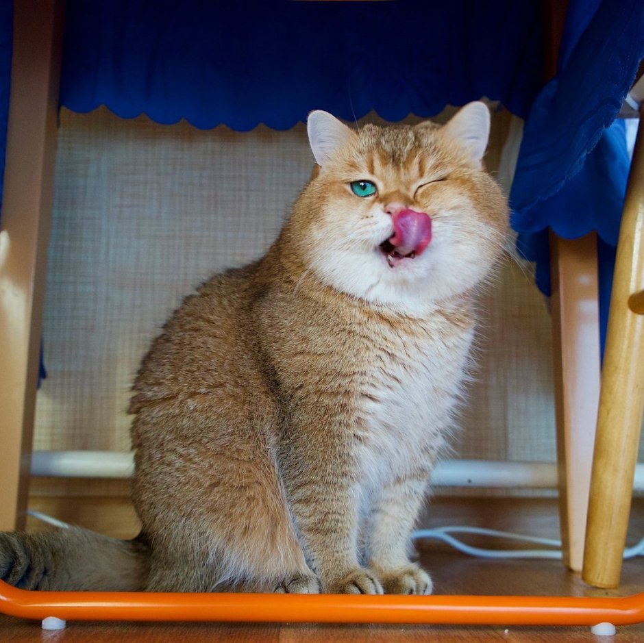 Кот белый Инстаграм известный