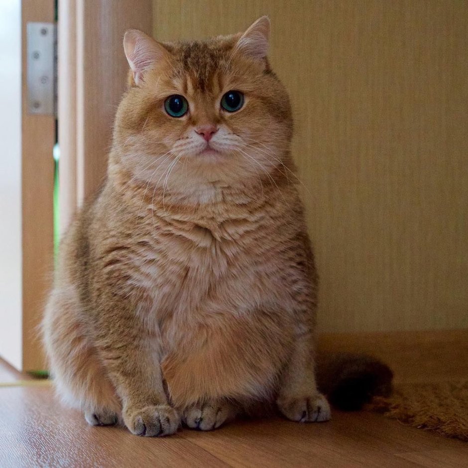 Манчкин кот рыжий