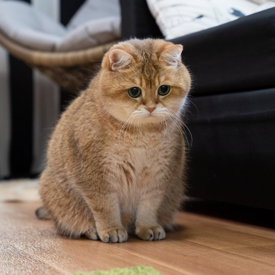 Манчкин шиншилла кошка
