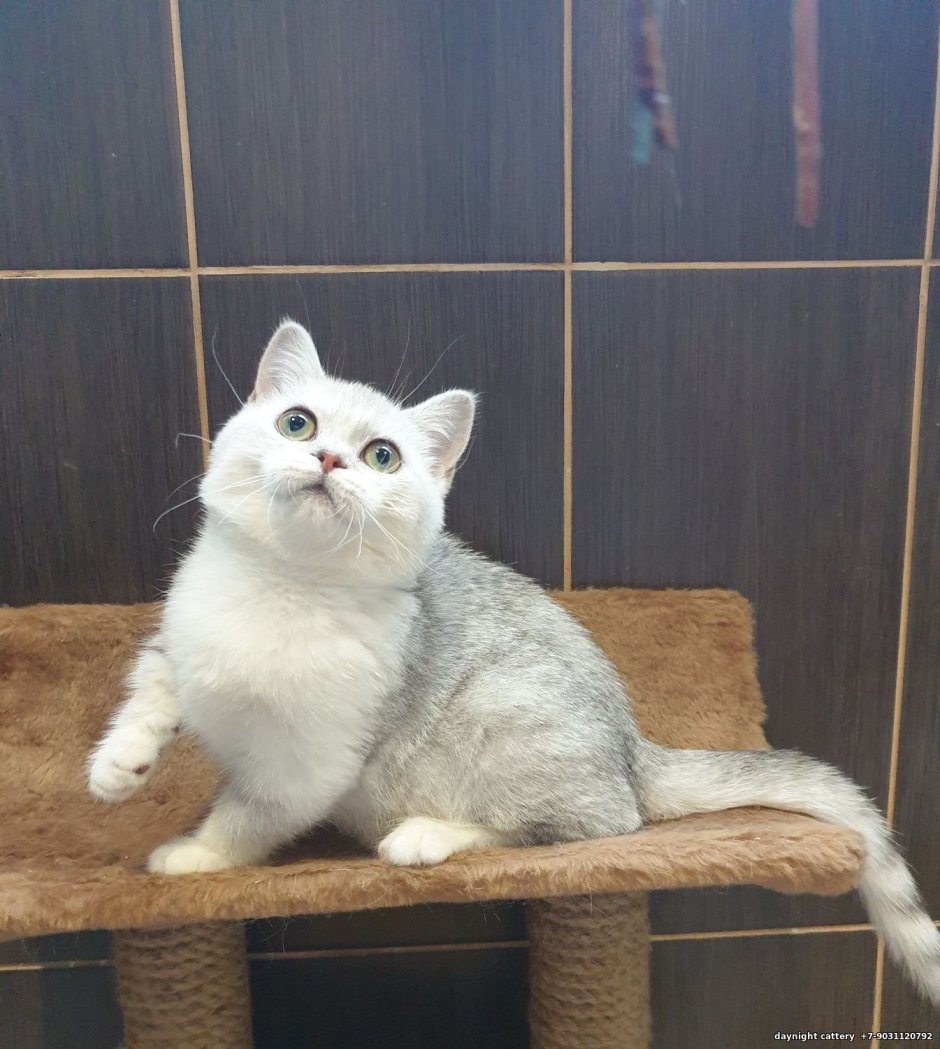 Манчкин кот
