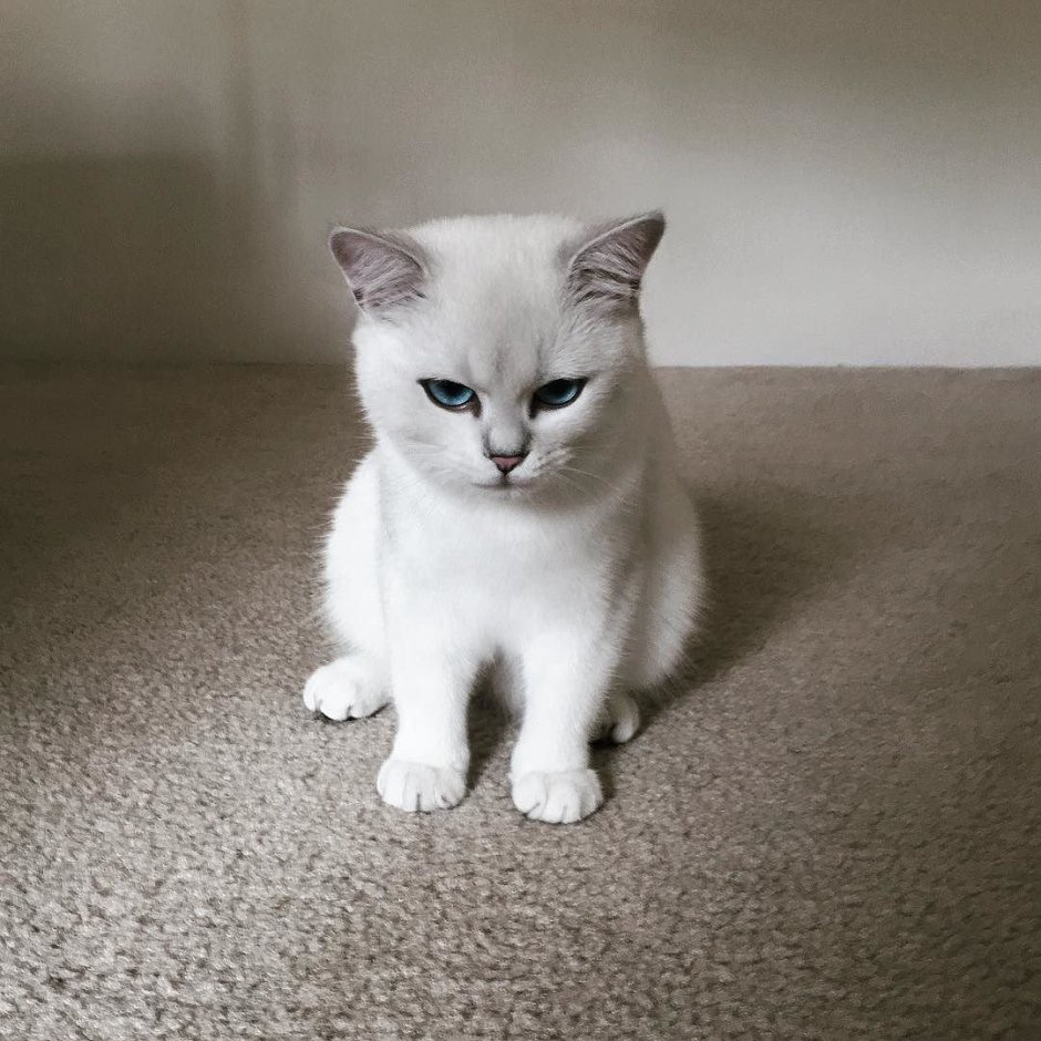 Скоттиш страйт Золотая шиншилла