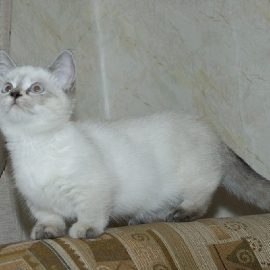 Манчкин кошка вислоухая