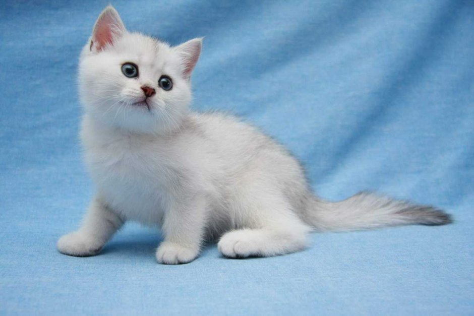 Манчкин кот