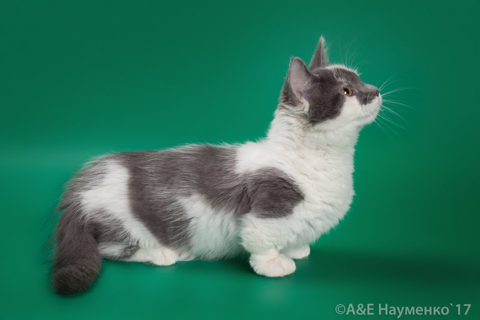 Коты Манчкин