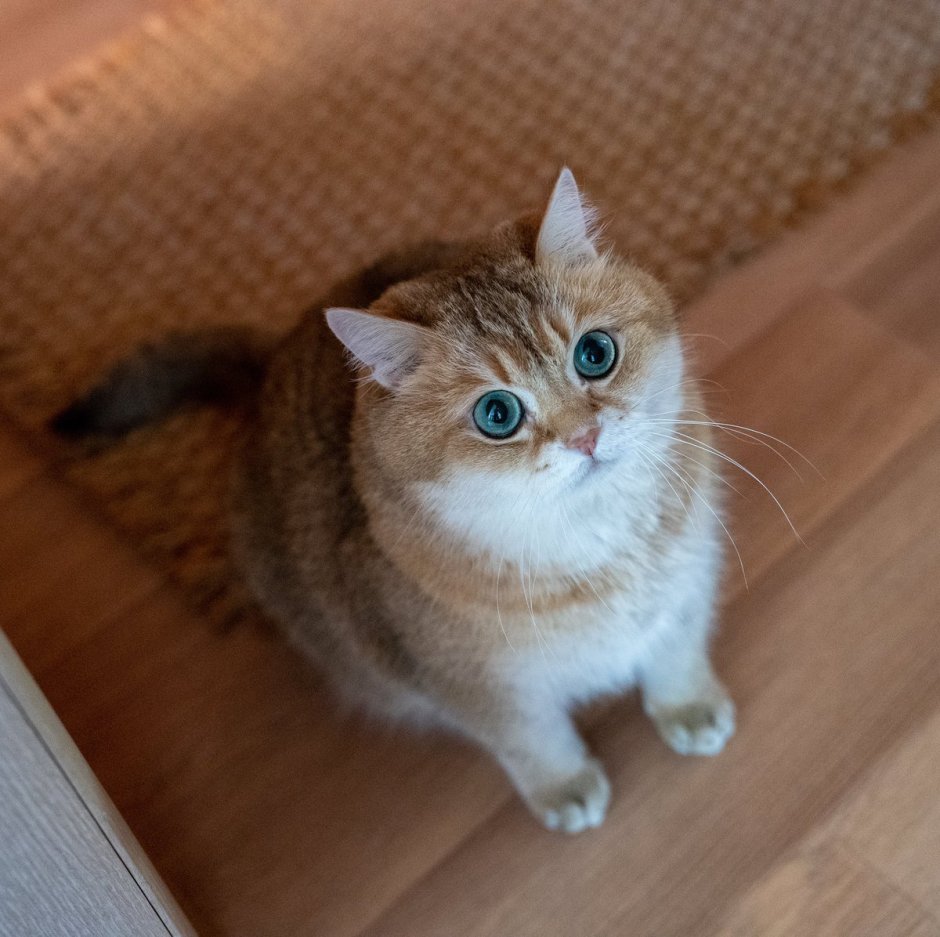 Манчкин Золотая шиншилла