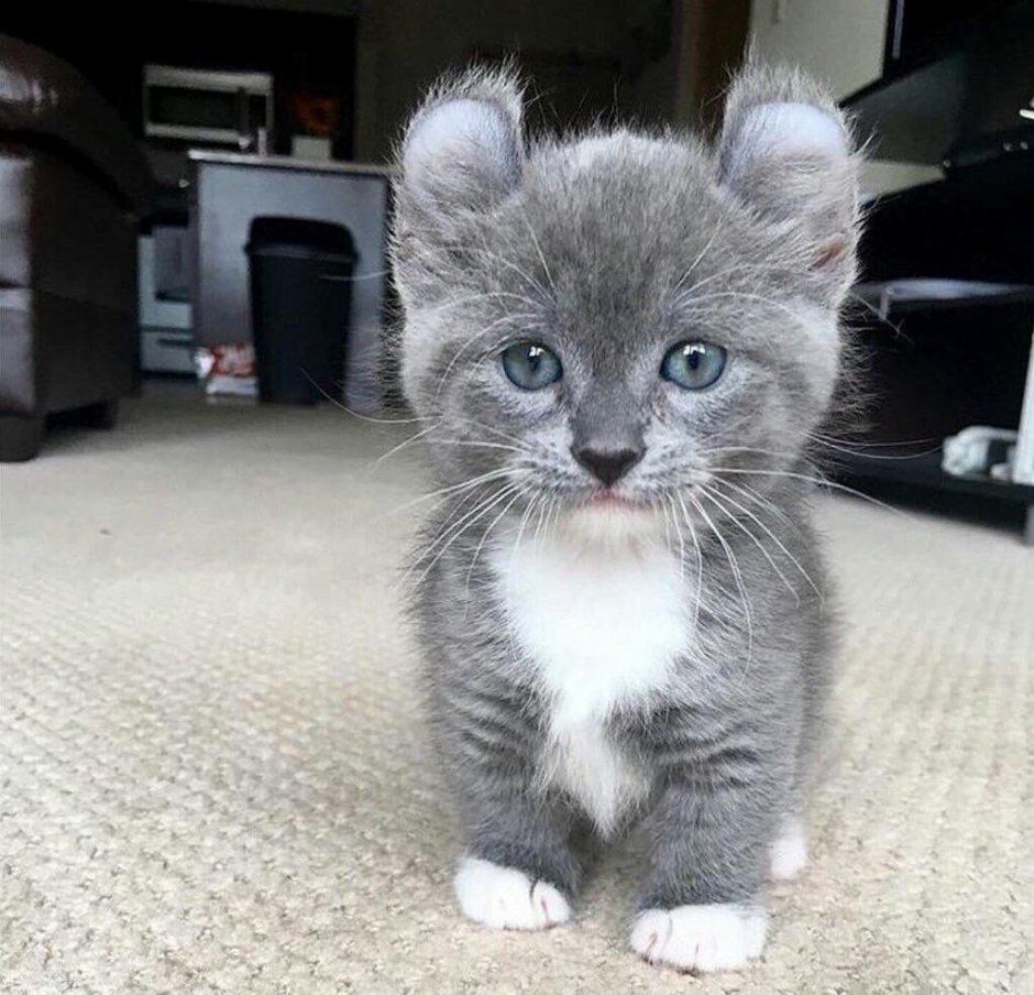 Кошка Манчкин котята