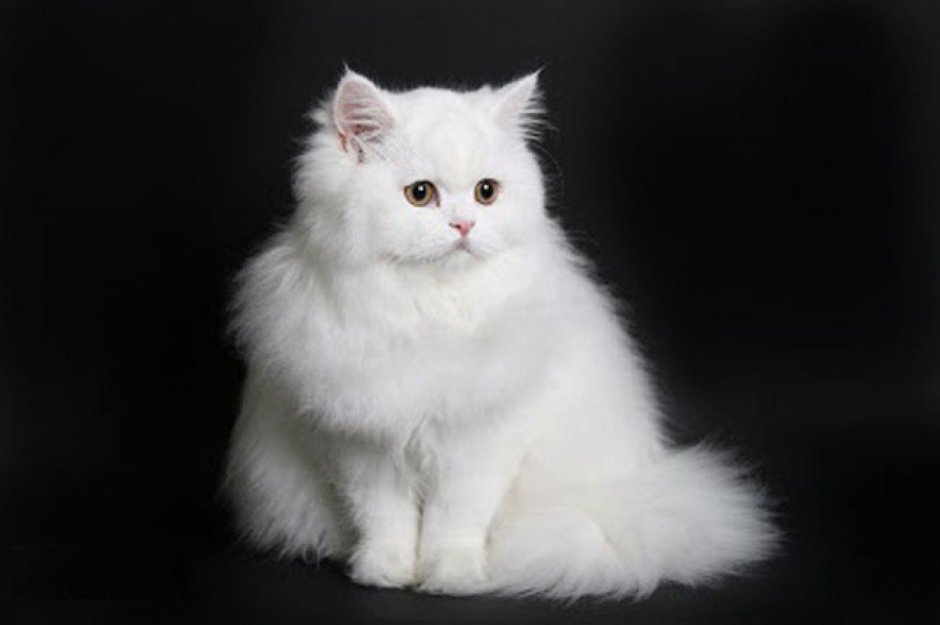 Шиншилла Пойнт Коби
