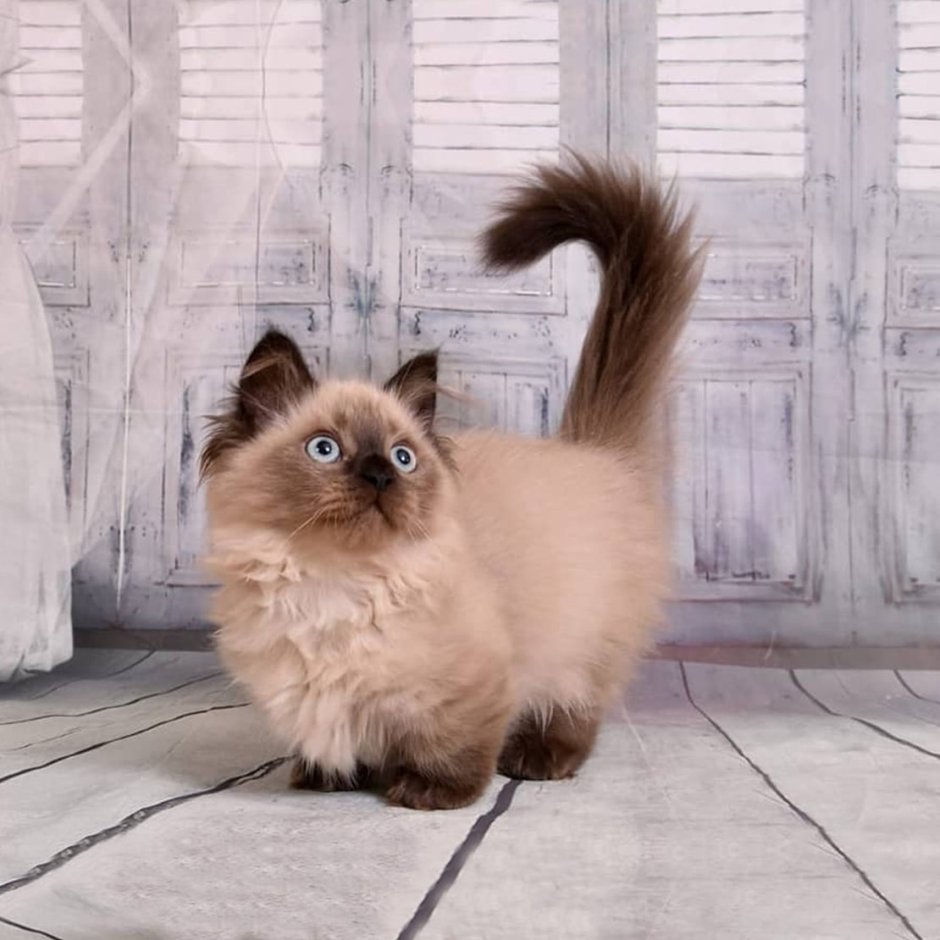 Экзотическая кошка Манчкин