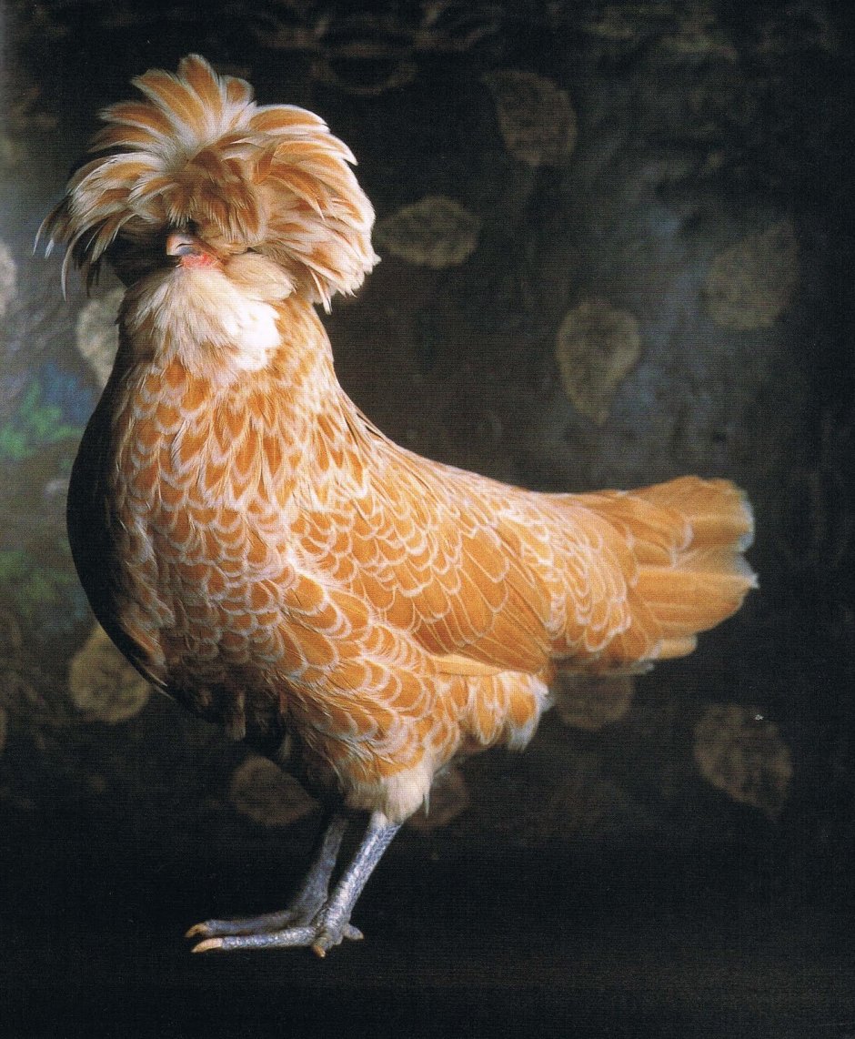 Курица гравюра