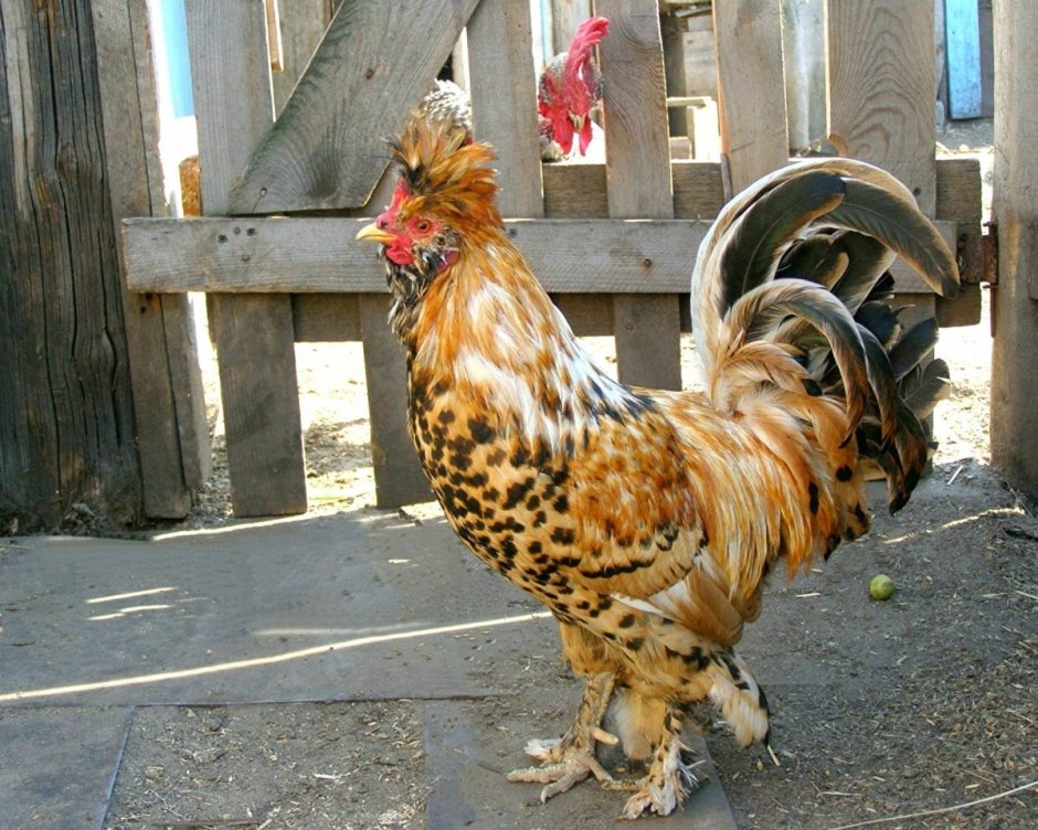 Курочка хохлатка