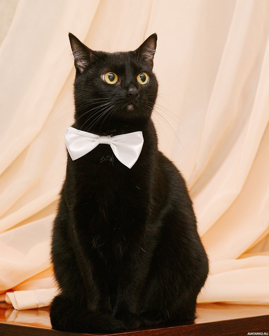 Черная пушистая кошка с белой грудкой