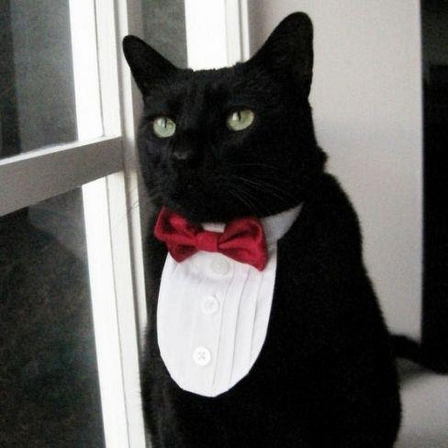 Черный кот в шарфике