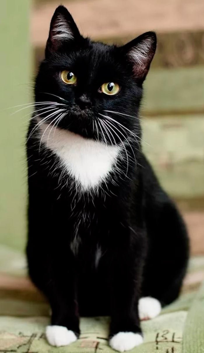 Черный котик Эстетика