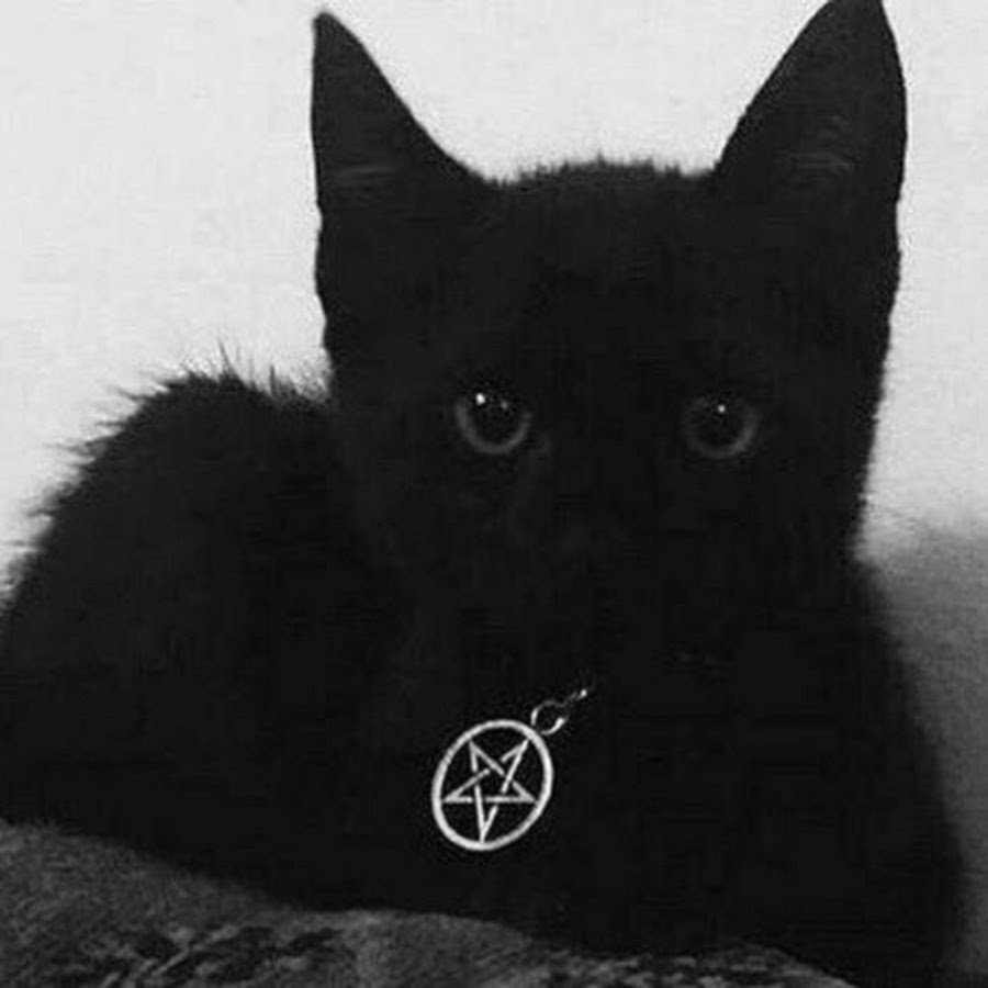 Парень с черной кошкой