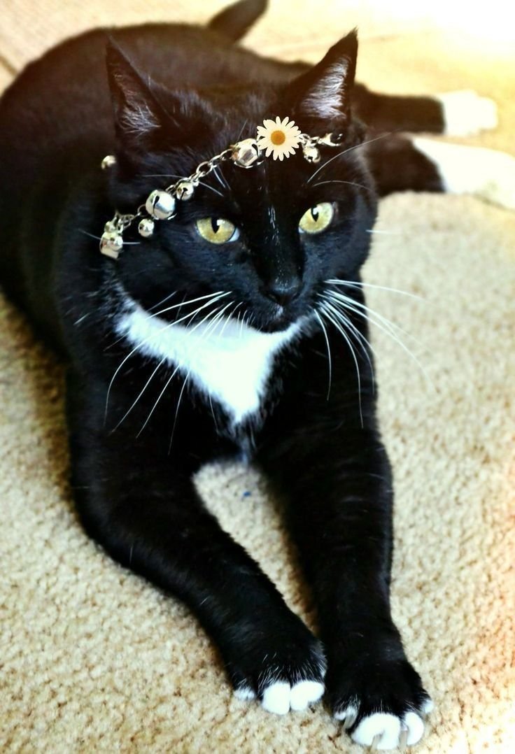 Кот в галстуке