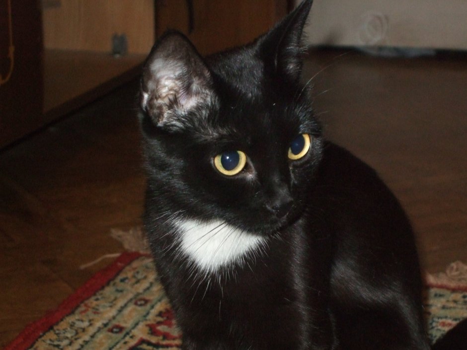 Бомбейская кошка с белой грудкой