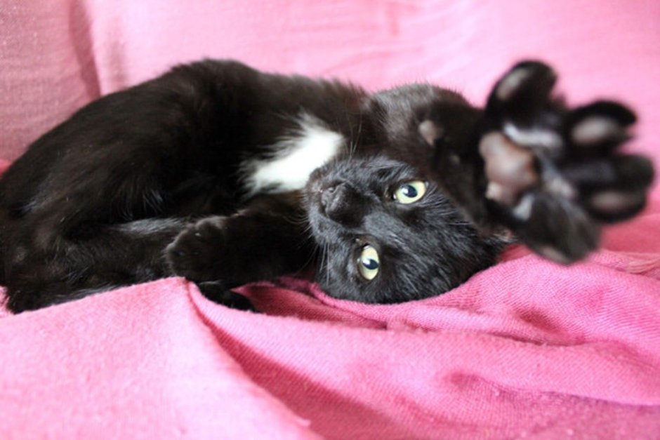 Черные коты с галстуком