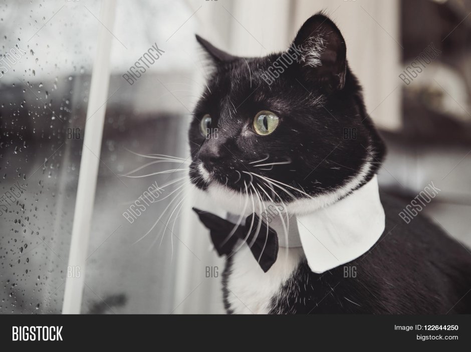 Черная кошка с белыми лапками