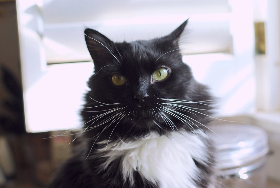 Чёрный кот с зелёными глазами