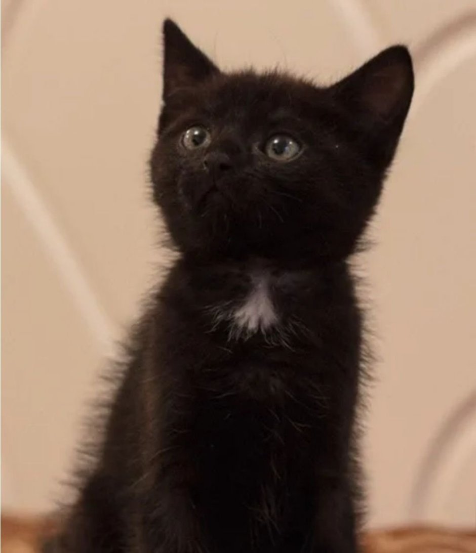 Черный котенок с белой грудкой