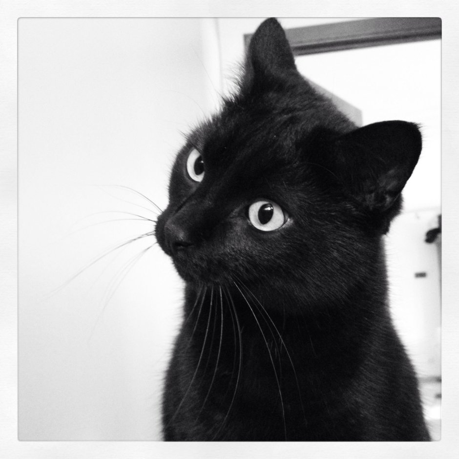 Черная кошка на желтом фоне