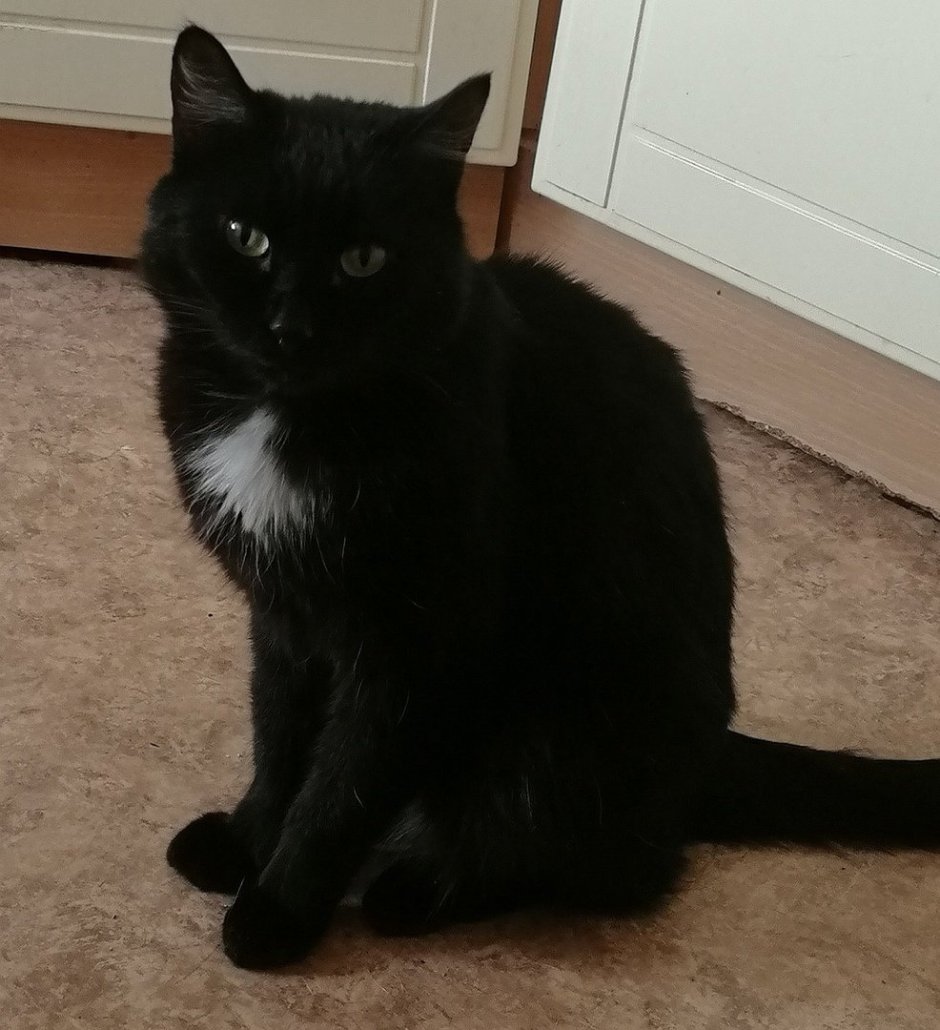 Сибирский кот черный с белым галстуком