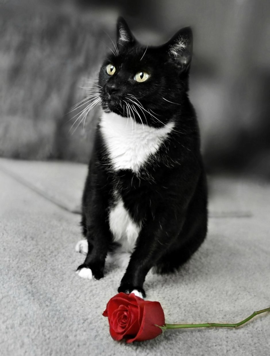 Черный биколор европейская короткошерстная