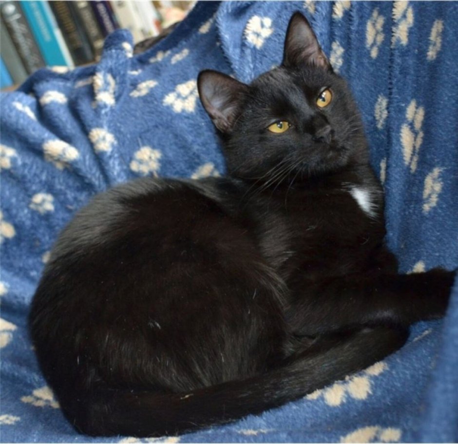 Чёрный кот с белой грудкой