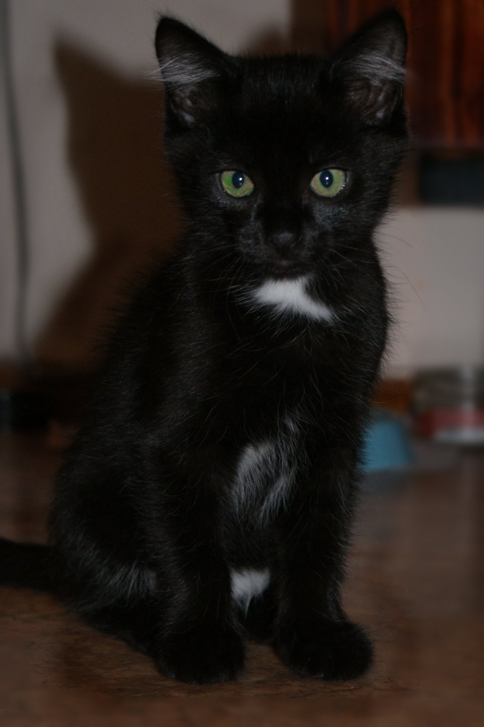 Бомбейская кошка с белой грудкой