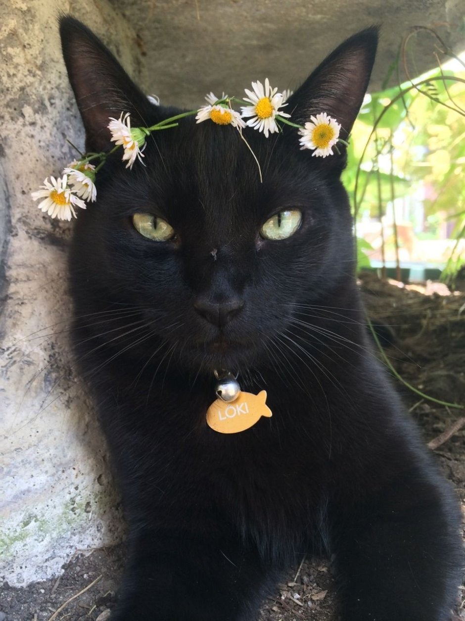 Бомбейская кошка