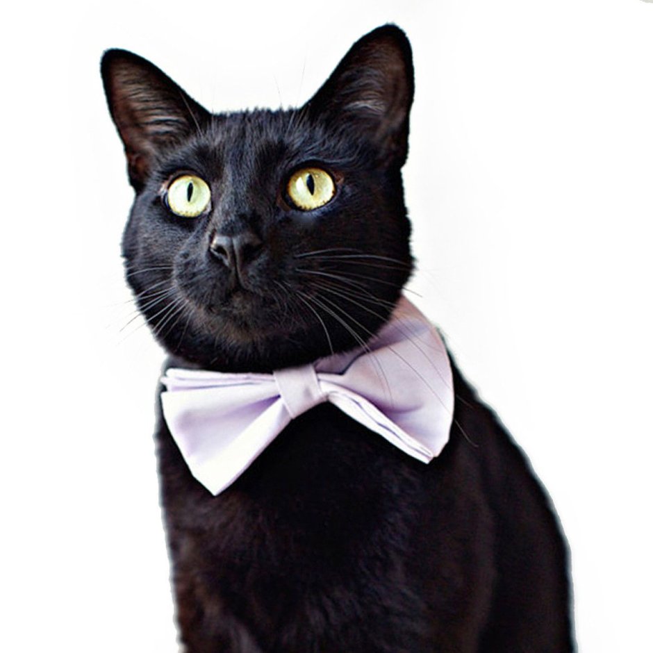 Черный кот Эстетика