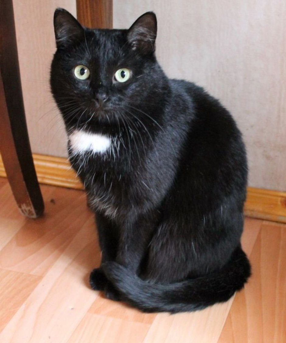 Порода кошек Бомбейская черная с белой грудкой