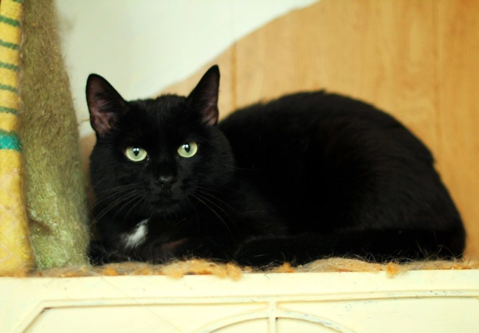 Бомбейская кошка с белой грудкой