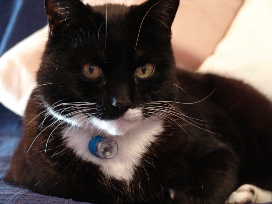 Черный котенок с белым галстуком